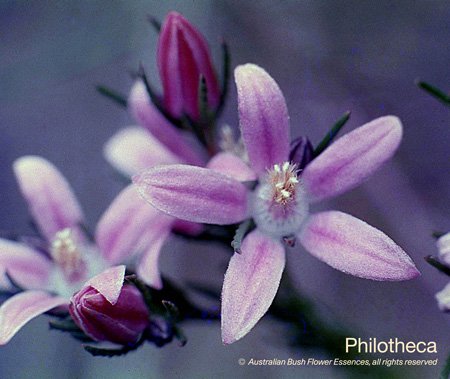 product_images_800x600_4_jpg_77_369_4fedb06d08443_philotheca