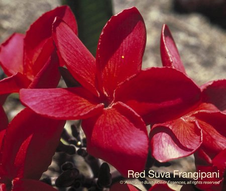 product_images_800x600_4_jpg_83_381_4ff165510de50_red_suva_frangipani