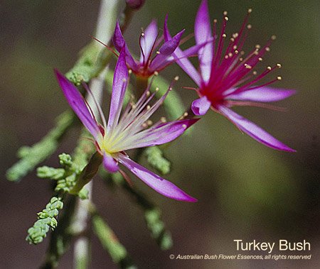 product_images_800x600_4_jpg_97_409_4ff16a6e29b20_turkey_bush